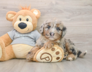 5 week old Mini Sheepadoodle Puppy For Sale - Florida Fur Babies