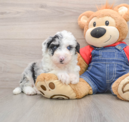 5 week old Mini Sheepadoodle Puppy For Sale - Florida Fur Babies