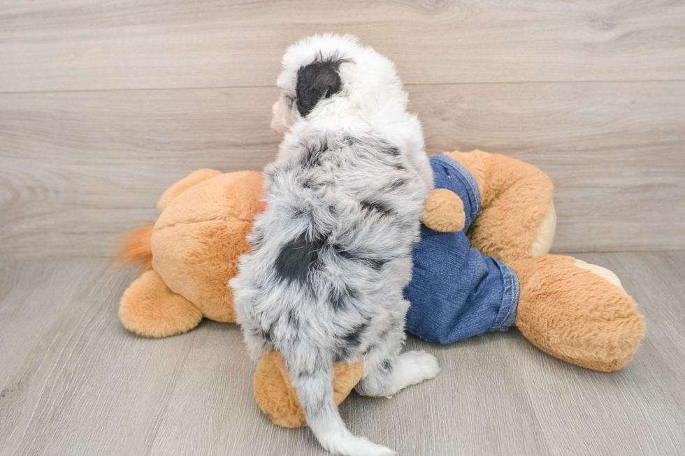 Hypoallergenic Sheep a Poo Poodle Mix Puppy