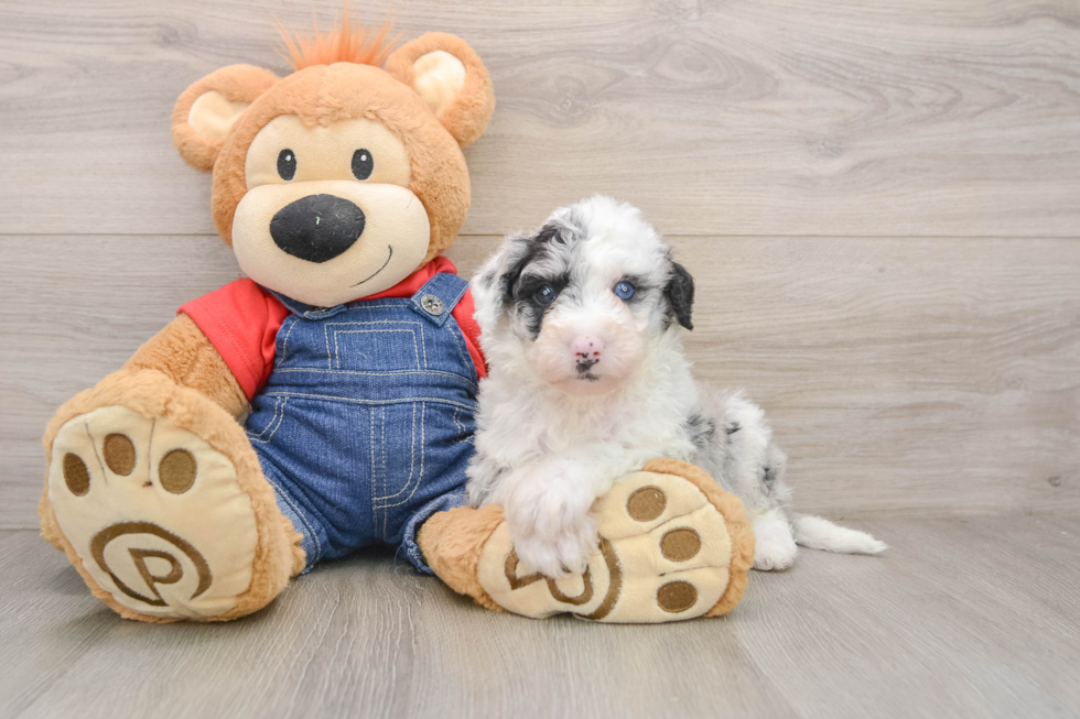 Smart Mini Sheepadoodle Poodle Mix Pup