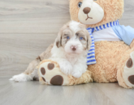 6 week old Mini Sheepadoodle Puppy For Sale - Florida Fur Babies