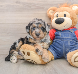 5 week old Mini Sheepadoodle Puppy For Sale - Florida Fur Babies