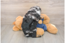 Cute Mini Sheepadoodle Baby