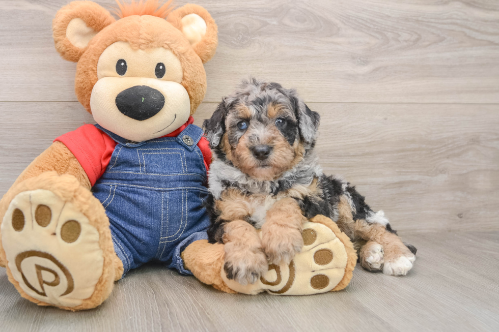 Best Mini Sheepadoodle Baby