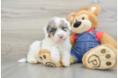 Mini Sheepadoodle Pup Being Cute