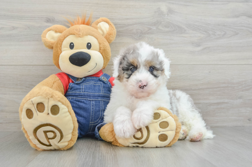 7 week old Mini Sheepadoodle Puppy For Sale - Florida Fur Babies