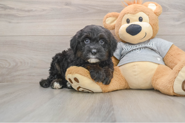 Funny Mini Sheepadoodle Poodle Mix Pup