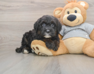 6 week old Mini Sheepadoodle Puppy For Sale - Florida Fur Babies