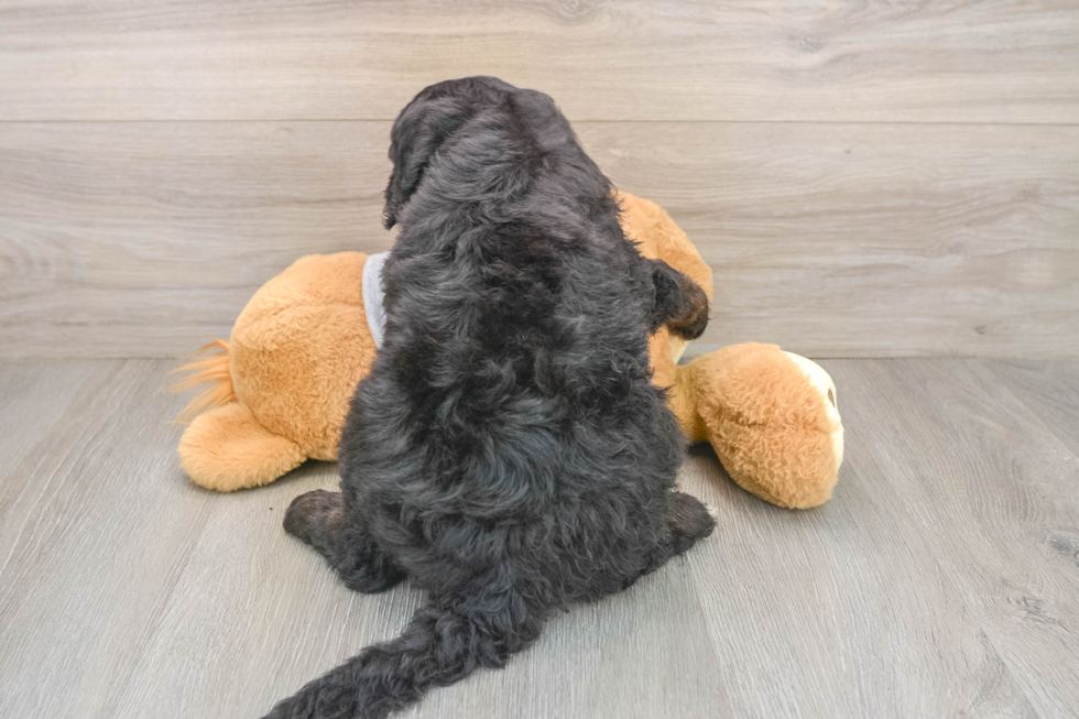 Mini Sheepadoodle Pup Being Cute