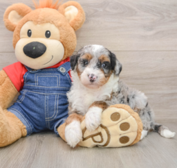 5 week old Mini Sheepadoodle Puppy For Sale - Florida Fur Babies