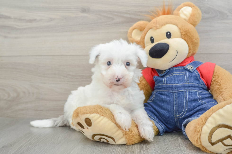 7 week old Mini Sheepadoodle Puppy For Sale - Florida Fur Babies