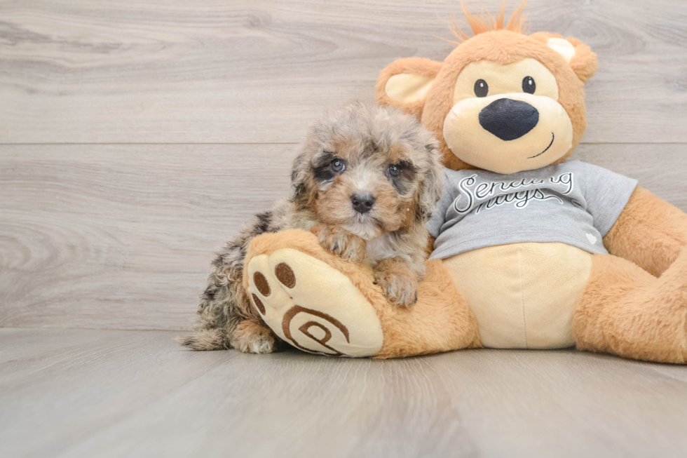 Best Mini Sheepadoodle Baby