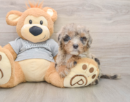 7 week old Mini Sheepadoodle Puppy For Sale - Florida Fur Babies