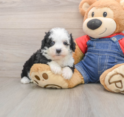 6 week old Mini Sheepadoodle Puppy For Sale - Florida Fur Babies