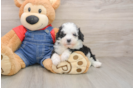 Hypoallergenic Sheep a Poo Poodle Mix Puppy