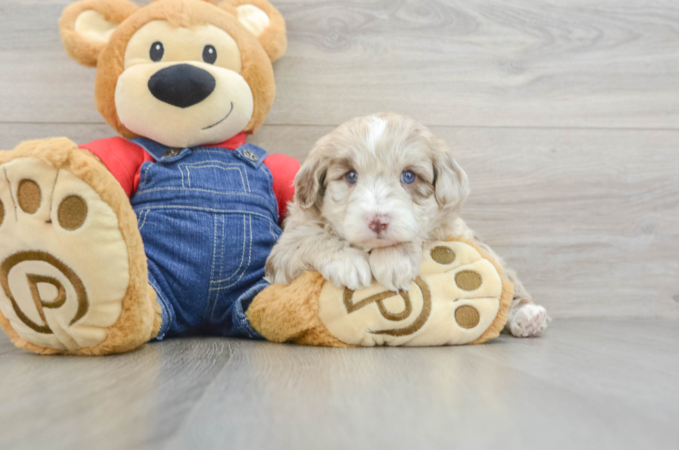 7 week old Mini Sheepadoodle Puppy For Sale - Florida Fur Babies