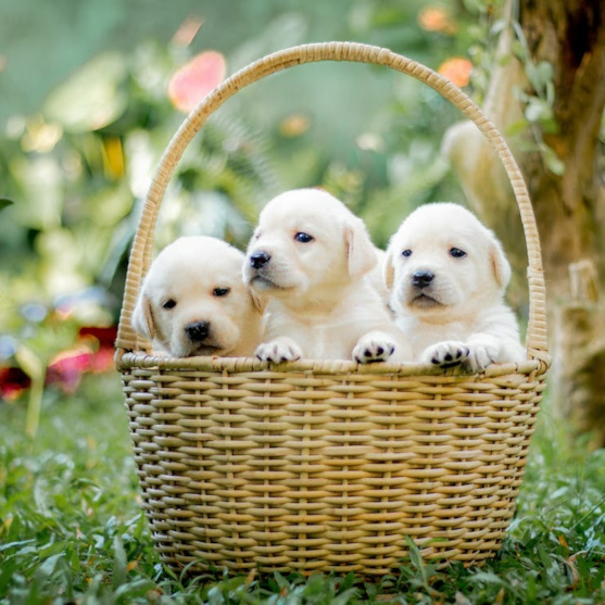 Happy Mini Goldendoodle Puppy Playtime Mini Goldendoodle Outdoor Activity