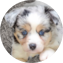 Mini Aussiedoodle Puppy For Sale - Florida Fur Babies