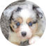 Mini Aussiedoodle Puppies For Sale - Florida Fur Babies