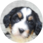 Mini Bernedoodle Puppy For Sale - Florida Fur Babies