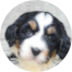 Mini Bernedoodle Puppies For Sale - Florida Fur Babies