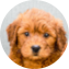 Mini Goldendoodle Puppy For Sale - Florida Fur Babies