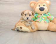6 week old Morkie Puppy For Sale - Florida Fur Babies