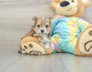 5 week old Morkie Puppy For Sale - Florida Fur Babies