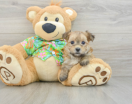 5 week old Morkie Puppy For Sale - Florida Fur Babies