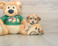5 week old Morkie Puppy For Sale - Florida Fur Babies