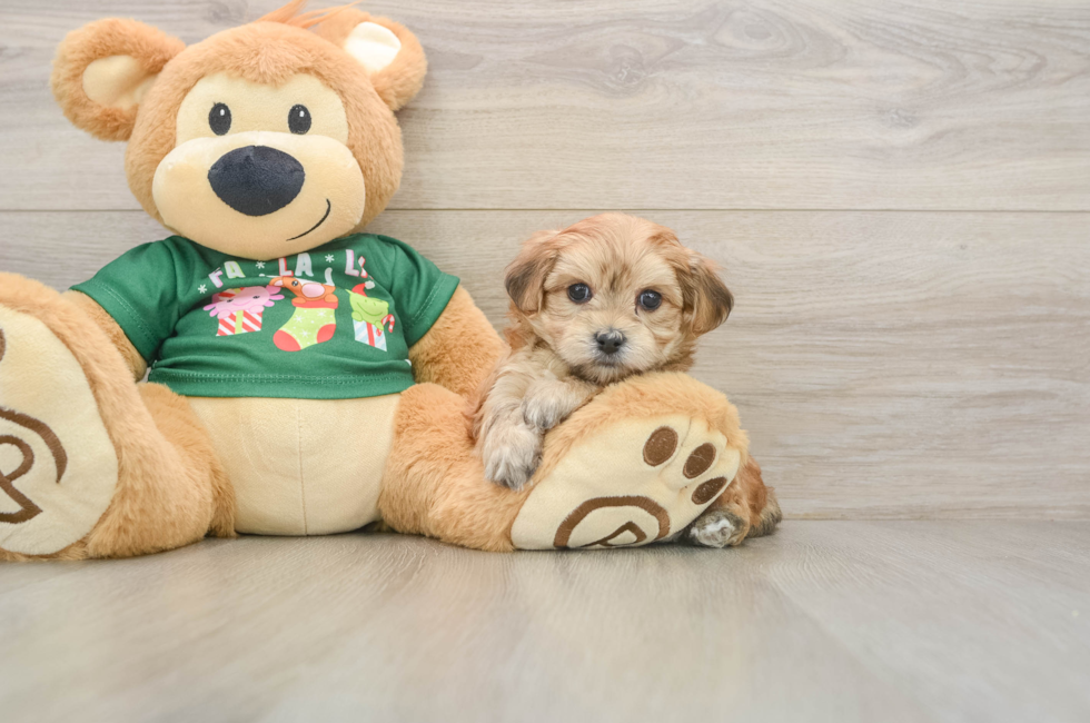 6 week old Morkie Puppy For Sale - Florida Fur Babies