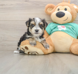 6 week old Morkie Puppy For Sale - Florida Fur Babies