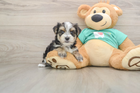 Morkie Pup Being Cute