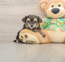 5 week old Morkie Puppy For Sale - Florida Fur Babies