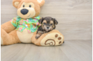 Friendly Morkie Baby