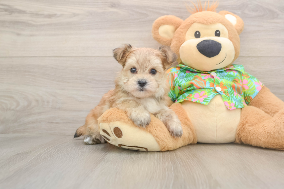 Best Morkie Baby