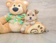 6 week old Morkie Puppy For Sale - Florida Fur Babies