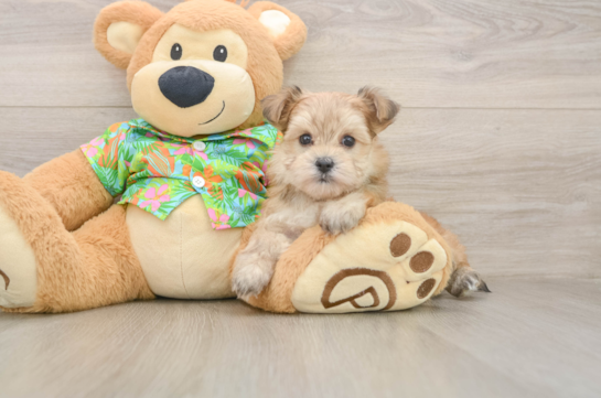 Petite Morkie Designer Pup