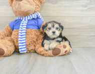 7 week old Morkie Puppy For Sale - Florida Fur Babies