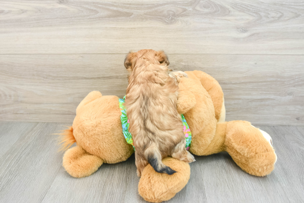 Morkie Pup Being Cute