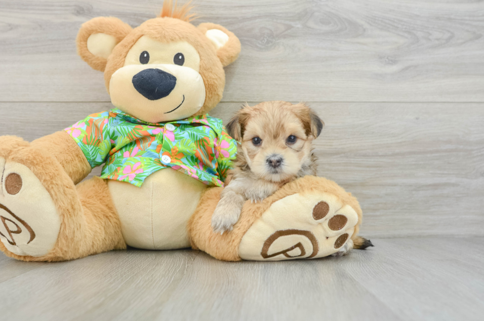 5 week old Morkie Puppy For Sale - Florida Fur Babies