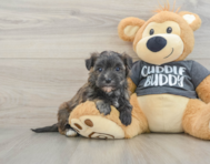 5 week old Morkie Puppy For Sale - Florida Fur Babies