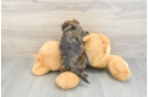 Best Morkie Baby