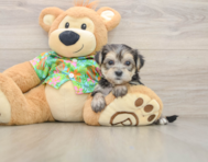 7 week old Morkie Puppy For Sale - Florida Fur Babies