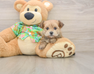 6 week old Morkie Puppy For Sale - Florida Fur Babies