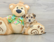 5 week old Morkie Puppy For Sale - Florida Fur Babies