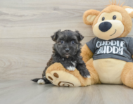 5 week old Morkie Puppy For Sale - Florida Fur Babies