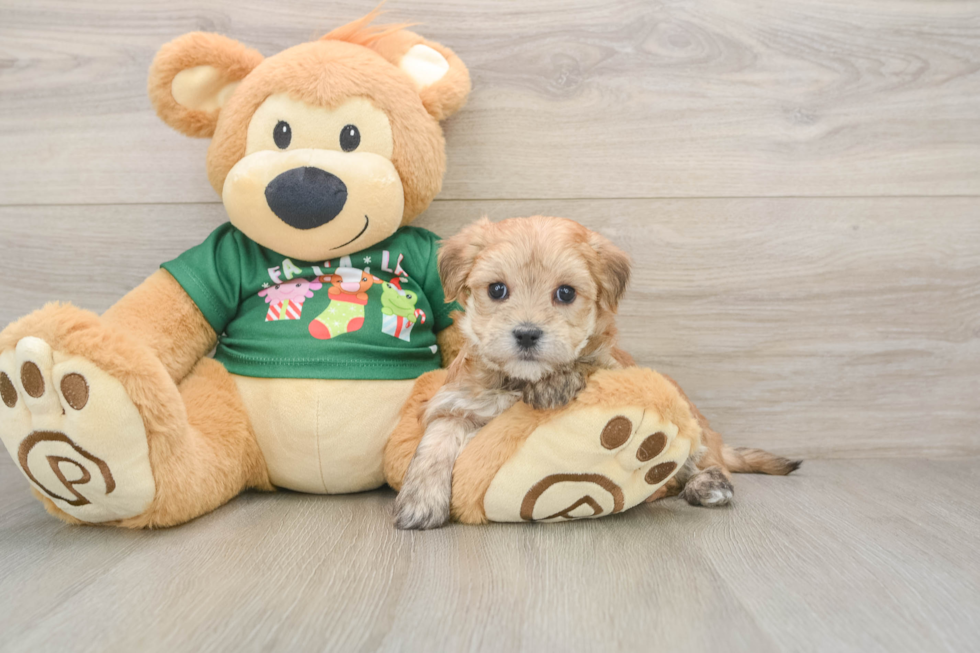 Fluffy Morkie Designer Pup