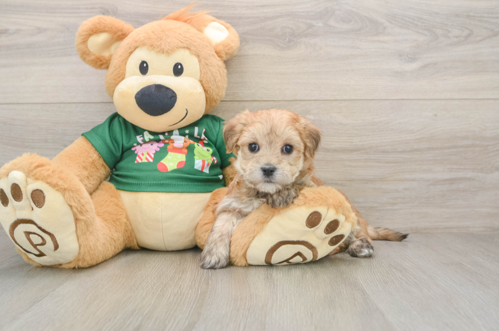 6 week old Morkie Puppy For Sale - Florida Fur Babies