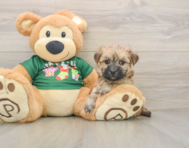 5 week old Morkie Puppy For Sale - Florida Fur Babies